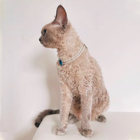 The Queen's Necklace