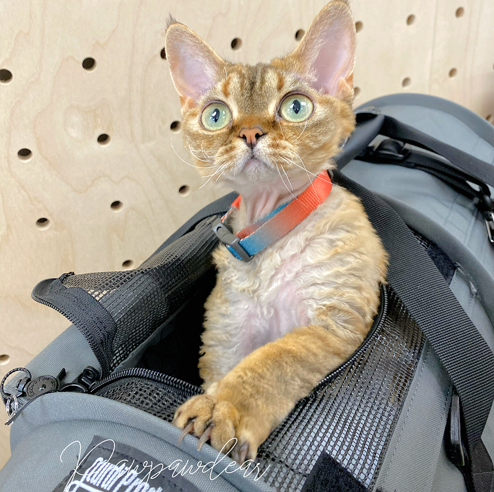 Sturdi Products SturdiBag Pro 2.0 - Small Carrier – PawPawDear Sturdi Products SturdiBag Pro 2.0 - Small Carrier – PawPawDear