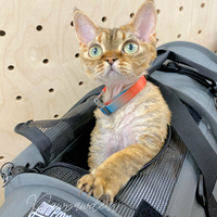 Sturdi Products SturdiBag Pro 2.0 - Small Carrier