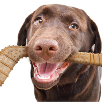 【Powerbone】The Ultimate Chew Toy - Hockey Stick 12"