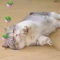 Fruity Bell Cat Teaser