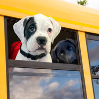 【Fromm 福摩】Gold 幼猫粮 - 4 lbs