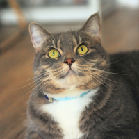 【Mori Cat】Collar base