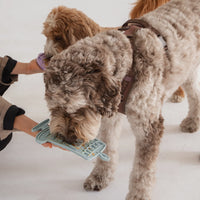 【DexyPaws】Barkday Bash Enrichment Lick Mat