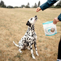 【Green Juju】Freeze Dried Whole Food Bites Salmon Blue - 3oz / 85g