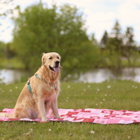 【The Boop Shop】Foldable Dog Picnic Mat | Waterproof | Sandproof