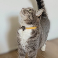 【Mori Cat】Purrmone Bundle box - Purrmone Patch