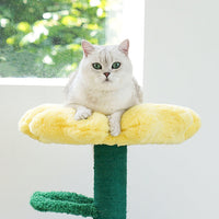 【Zeze】🌻 SunBasker Cozy Cat Villa