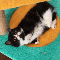 【Pidan】Cat Tree, Jump Jump