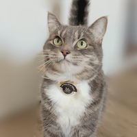 【Mori Cat】Purrmone Bundle box - Collar + Pheromone