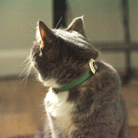 【Mori Cat】Purrmone Bundle box - Collar + Pheromone