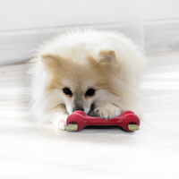 【KONG】Dog- Goodie Bone Treat Dispensing Dog Toy