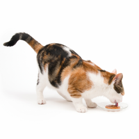 【Catit】Creamy Lickable Cat Treat - Salmon Flavour - 5 pack