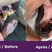 【Baci+】Buco+ Oral Health Dental Care for Cats & Dogs - 35g