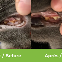 【Baci+】Buco+ Oral Health Dental Care for Cats & Dogs - 35g