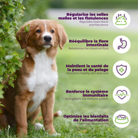 【Baci+】probio+ pre and probiotics For Dogs
