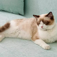 High-Tech Waterproof Sofa Protector – Scratch-Resistant, Fur-Repellent, and Anti-Slip Fabric Cover