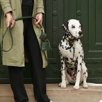 【William Walker】Treat Bag Prestige