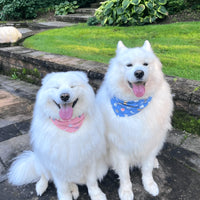 【EMPAWR】Baby Twins Dog Bandana Set - Reversible