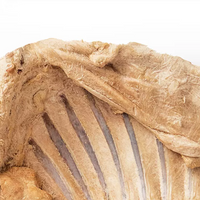 【丸味Marumi】冻干兔肋排