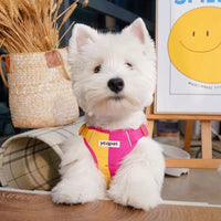 GlowGuard Reflective Harness & Leash Set