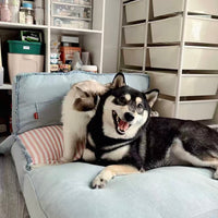 【Zeze】Foldable Denim Pet Sofa Bed
