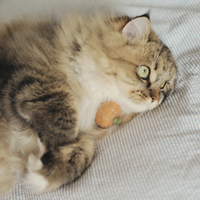 【Mori Cat】Wool Cat Toy