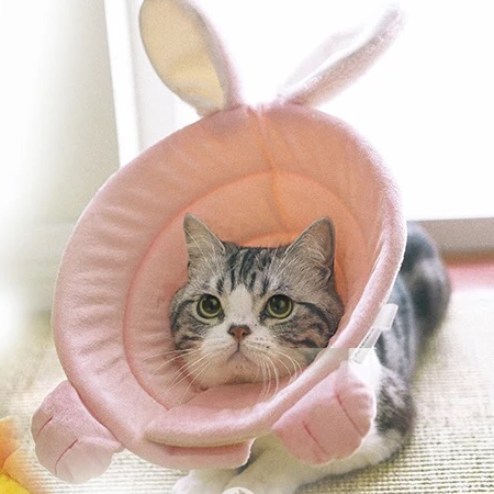 Pet Cone Recovery Collar Rabbit