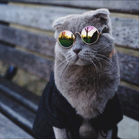 Sunglasses For Kitty-Cat Accessories-PawPawDear