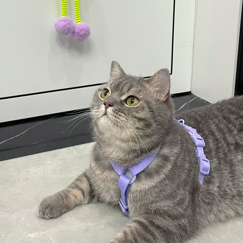 【MAOGOUBLUE】Cat Harness and Leash Set - Taro Purple