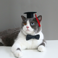 Bachelor Cap Headband