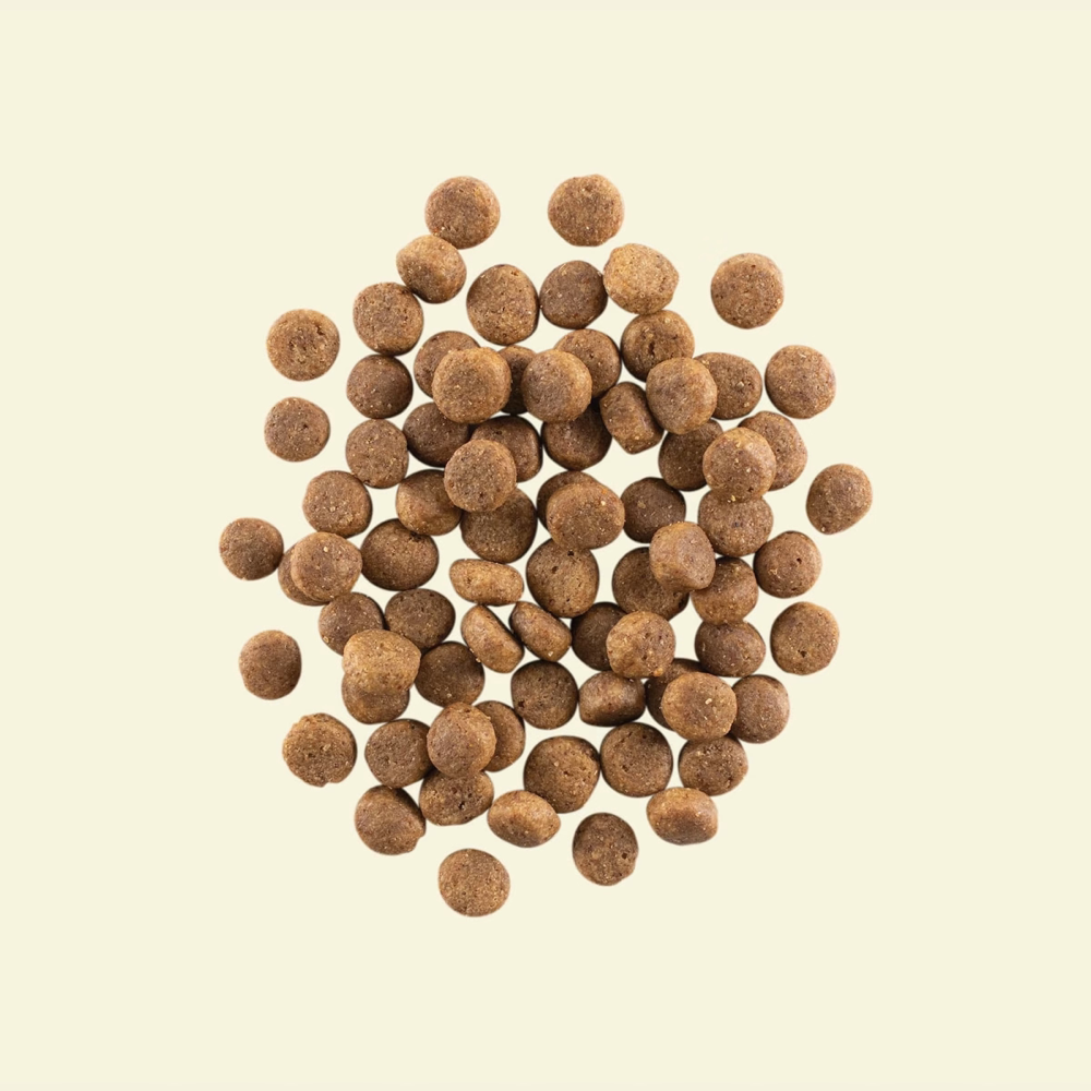 Now sales fresh puppy