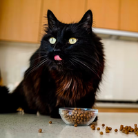 【Go! Solutions】Skin + Coat Care Cat Food - Salmon 7.25KG