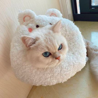 Little Animal Recovery Collar