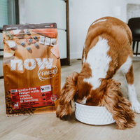 【NOW FRESH】无谷物成年狗粮 11.3KG