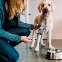 【Go! Solutions】Carnivore Grain Free Pâté for Dogs - Shredded Lamb Wild Boar 12.5oz