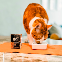【Go! Solutions】Skin + Coat Care Pâté for Cats - Salmon Pate