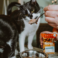 【Now Fresh】Grain Free Cat - Turkey Stew with Bone Broth x24