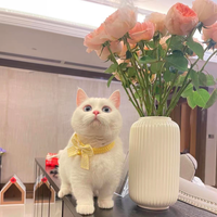 【Clearance】Cute Bow Collar