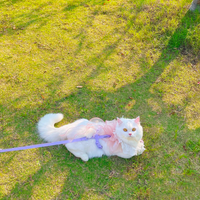 【MAOGOUBLUE】猫猫/狗狗胸背式牵引 - 香芋紫