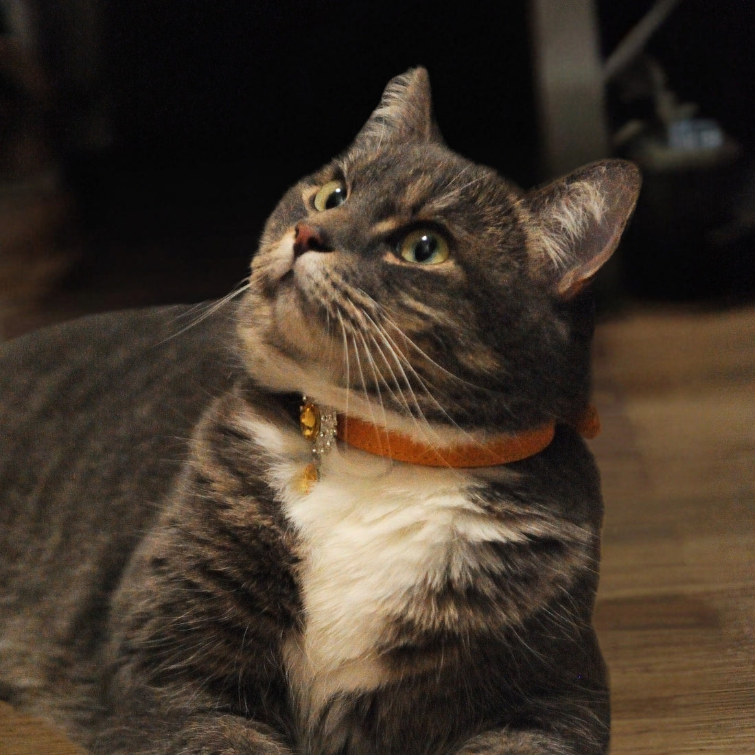 【Mori Cat】Luxury Cat Collar with Interchangeable Gem Charms-Gold