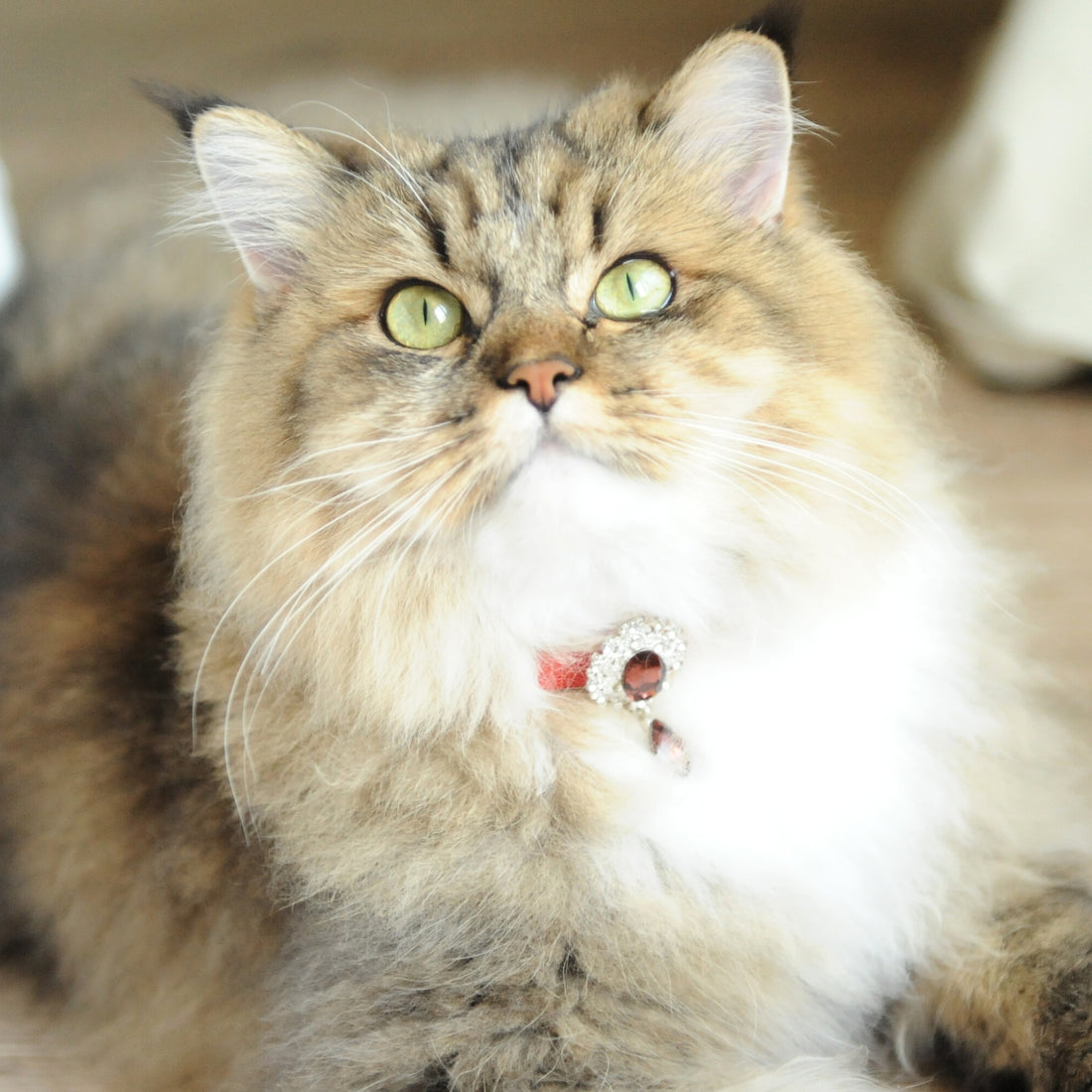 【Mori Cat】Luxury Cat Collar with Interchangeable Gem Charms-Red