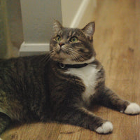 【Mori Cat】Luxury Cat Collar with Interchangeable Gem Charms-Black