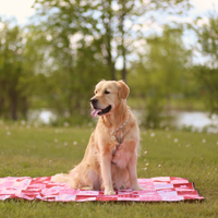 【The Boop Shop】Foldable Dog Picnic Mat | Waterproof | Sandproof