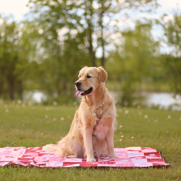 【The Boop Shop】Foldable Dog Picnic Mat | Waterproof | Sandproof