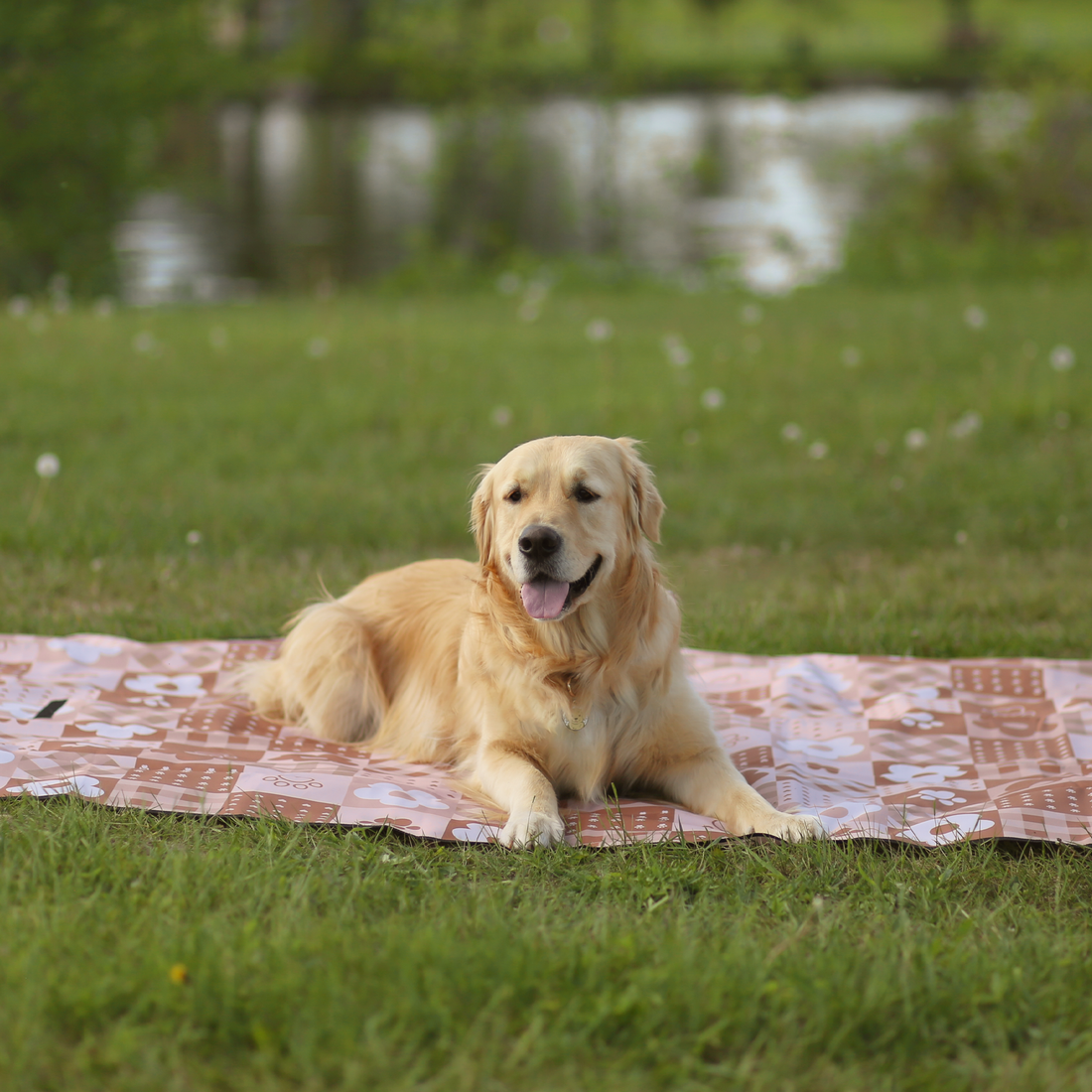 【The Boop Shop】Foldable Dog Picnic Mat | Waterproof | Sandproof