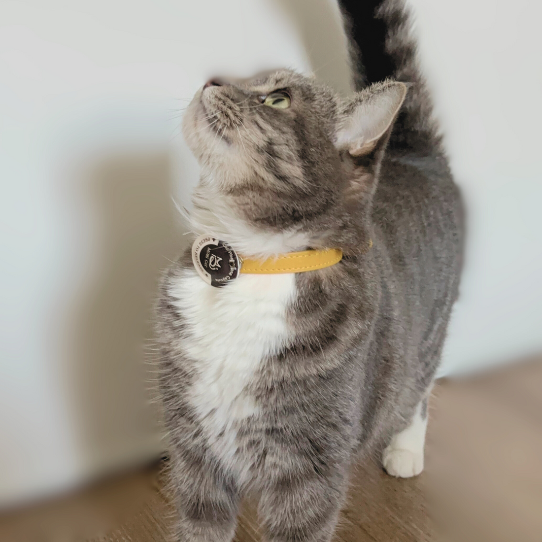 【Mori Cat】Purrmone Bundle box - Purrmone Patch