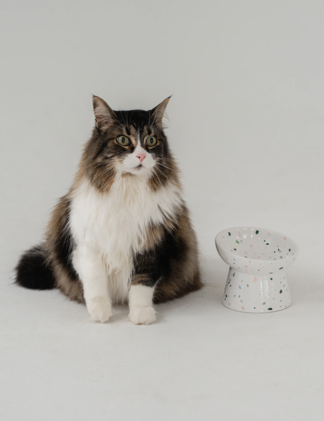 【DexyPaws】Raised Ceramic Cat Bowl - Terrazzo