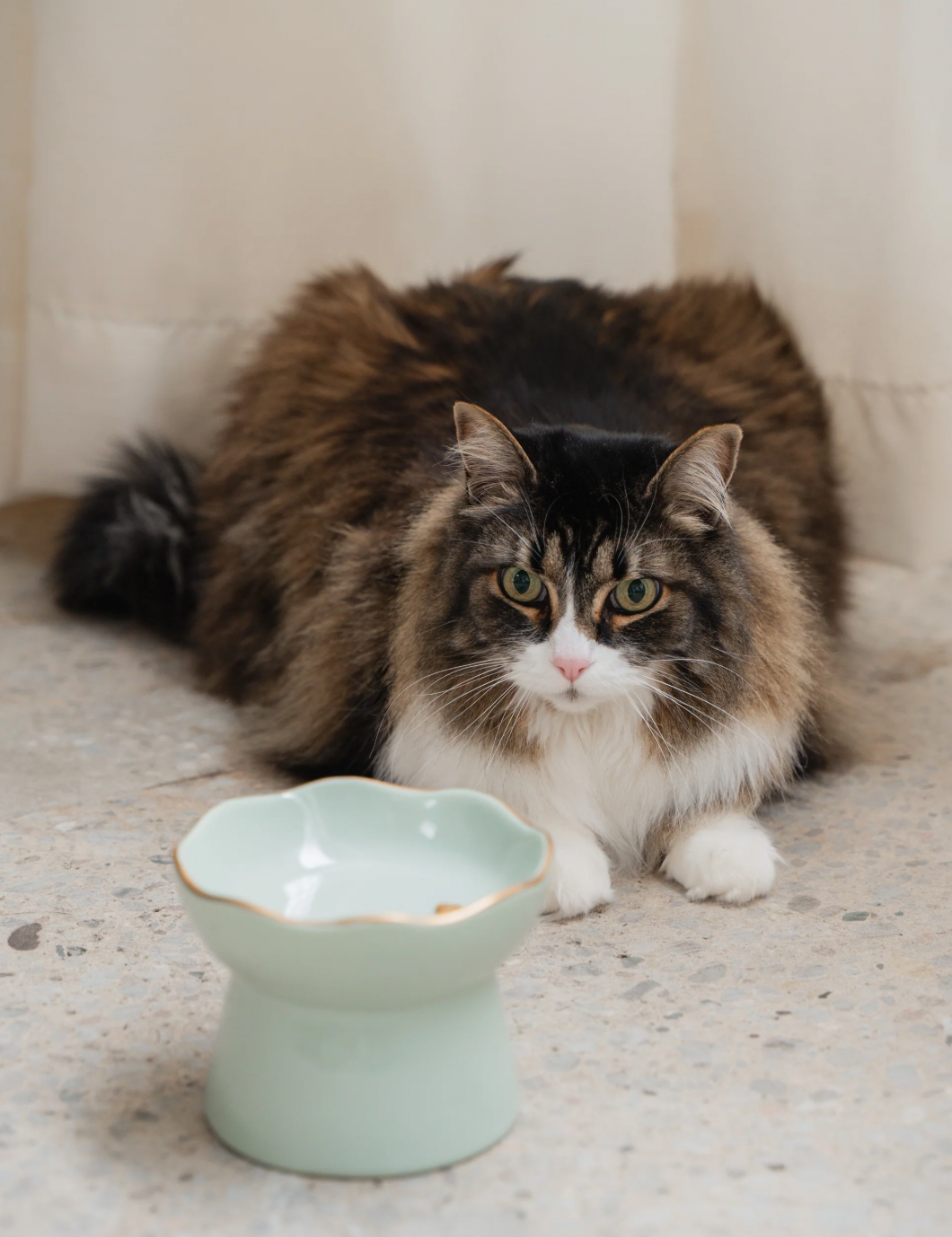 【DexyPaws】Raised Ceramic Cat Bowl - Sage Green