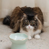 【DexyPaws】Raised Ceramic Cat Bowl - Sage Green